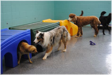 dog daycare deer park il  These playgroups will be supervised by our well-trained daycare staff